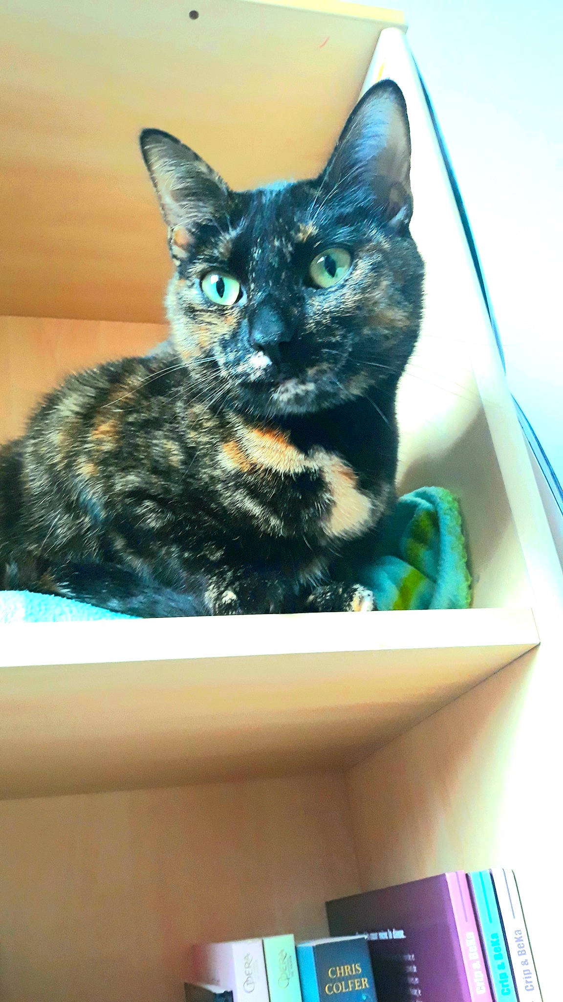 Palma De Majorque a rejoint le concours — aidez-le/la à gagner de superbes lots ! art, black_cat, bombay, carnivore, cat, cat_supply, domestic_short_haired_cat, electric_blue, felidae, fur, pet_supply, rectangle, room, small_to_medium_sized_cats, snout, tail, terrestrial_animal, whiskers, window