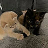 Sumo is registered to the contest to win money with this photo: kitten, cat, playful, feline, cute, pet, animal, fur, whiskers, ears, paw, blanket, indoor, couch, soft, young, domestic, two, gray, black