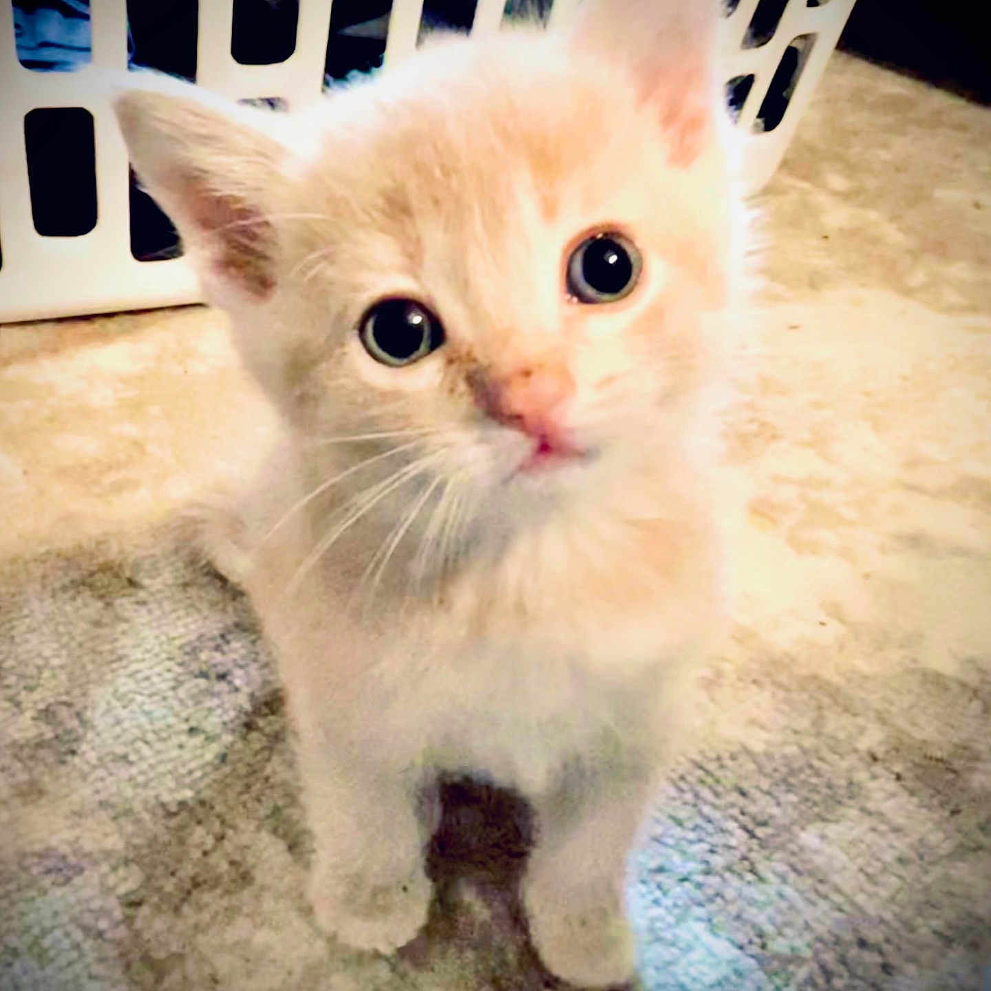 Sumo is registered to the contest to win money with this photo: kitten, cat, pet, animal, indoor, carpet, laundry_basket, curious, young, fur, whiskers, ears, floor, closeup, cute, domestic, small, looking_up, home, soft_light