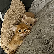 Sumo is registered to the contest to win money with this photo: kitten, cat, animal, pet, cute, snuggling, blanket, cushion, cozy, fur, sleeping, resting, indoor, closeup, young, small, mammal, whiskers, ears, relaxing