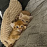 kitten, cat, animal, pet, cute, snuggling, blanket, cushion, cozy, fur, sleeping, resting, indoor, closeup, young, small, mammal, whiskers, ears, relaxing