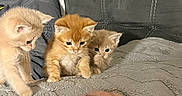 Sumo is registered to the contest to win money with this photo: kitten, cat, animal, pet, cute, furry, blanket, hand, person, glasses, hoodie, couch, indoor, cozy, curious, young, small, fur, playing, resting