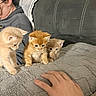 kitten, cat, animal, pet, cute, furry, blanket, hand, person, glasses, hoodie, couch, indoor, cozy, curious, young, small, fur, playing, resting
