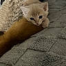 Sumo joined the competition — help win amazing prizes! kitten, cat, pet, animal, blanket, soft, cozy, fur, cute, small, resting, curious, indoor, texture, gray, beige, paw, face, young, sleepy