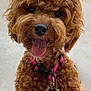 dog, poodle, brown, curly_hair, tongue_out, collar, pet, animal, cute, happy, close_up, fur, canine, friendly, domestic_animal, outdoor, portrait, playful, mammal, companion