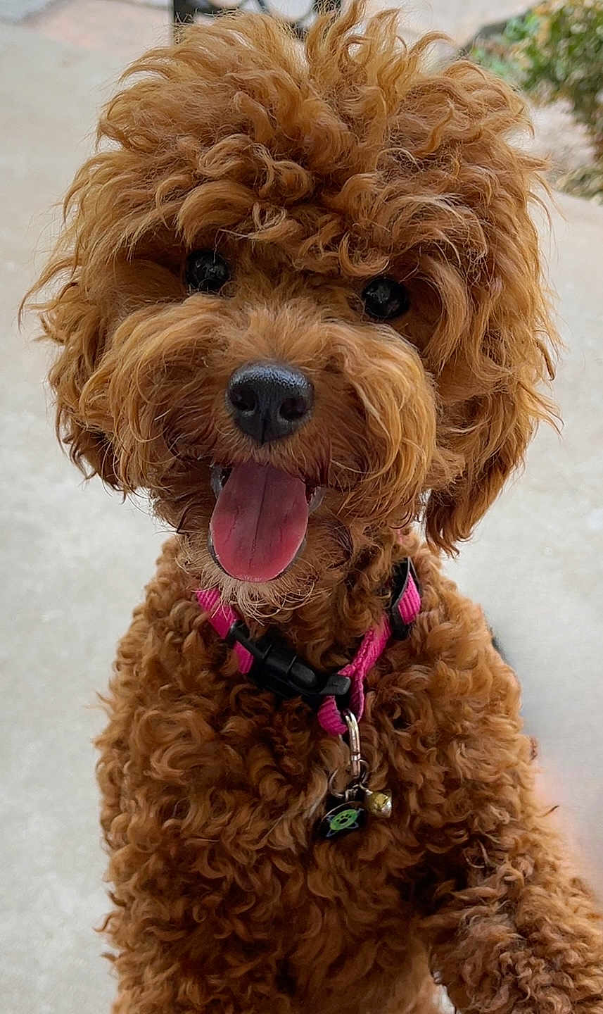 Mami joined the competition — help win amazing prizes! dog, poodle, brown, curly_hair, tongue_out, collar, pet, animal, cute, happy, close_up, fur, canine, friendly, domestic_animal, outdoor, portrait, playful, mammal, companion