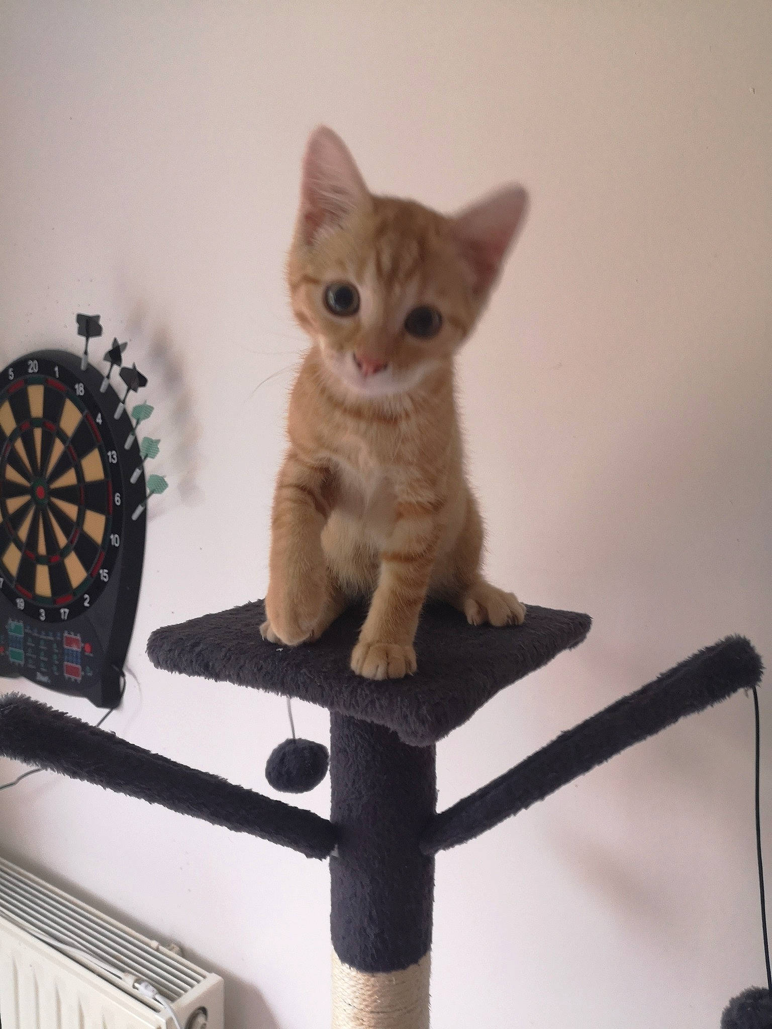 Tokyo participe au concours pour gagner de l'argent avec cette photo : automotive_tire, carnivore, cat, cat_supply, domestic_short_haired_cat, fawn, felidae, fur, machine, paw, pet_supply, rim, shelf, small_to_medium_sized_cats, tail, toy, whiskers, wood