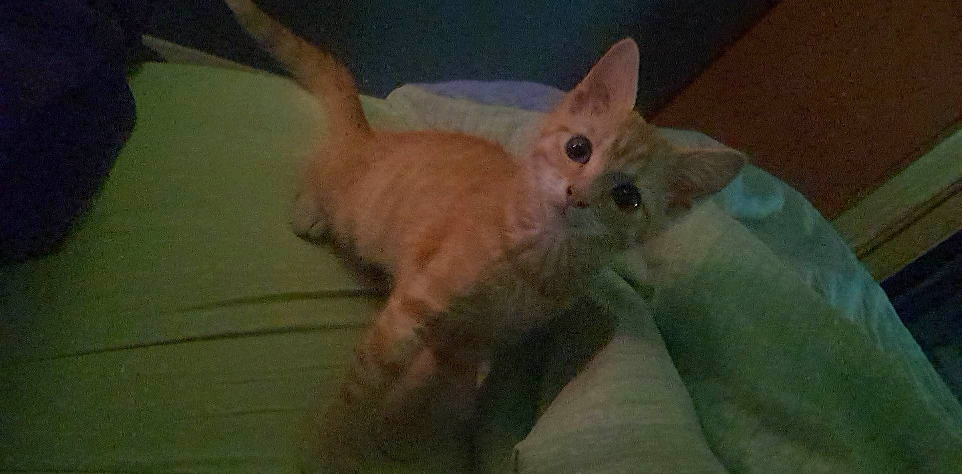 Tokyo a rejoint le concours — aidez-le/la à gagner de superbes lots ! bed, carnivore, cat, claw, comfort, domestic_short_haired_cat, ear, eye, fawn, felidae, fur, paw, rodent, small_to_medium_sized_cats, snout, tail, terrestrial_animal, whiskers