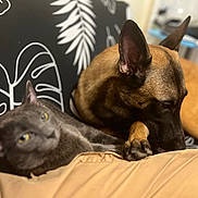 Rozy And Nermal Cat is registered to the contest to win money with this photo: dog, cat, couch, indoor, pet, resting, brown_dog, gray_cat, animal, companion, furniture, pattern, relaxed, closeup, domestic, friendship, ears, paw, yellow_eyes, blurred