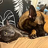 dog, cat, couch, indoor, pet, resting, brown_dog, gray_cat, animal, companion, furniture, pattern, relaxed, closeup, domestic, friendship, ears, paw, yellow_eyes, blurred
