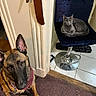 Rozy And Nermal Cat joined the competition — help win amazing prizes! dog, cat, chair, floor, carpet, tile, wall, belt, pet, indoor, domestic, leather, furniture, animal, canine, feline, looking_up, sitting, curious, resting