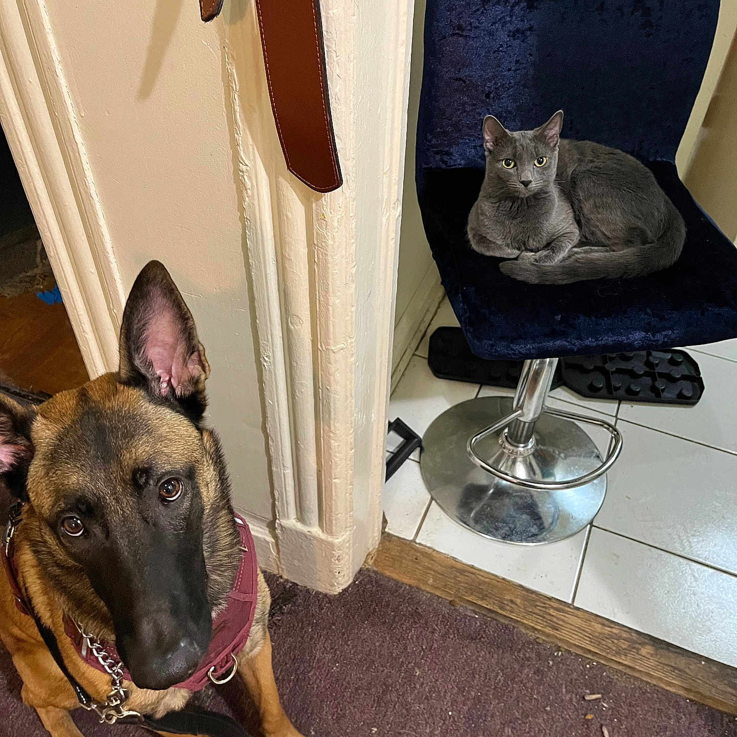 Rozy And Nermal Cat joined the competition — help win amazing prizes! dog, cat, chair, floor, carpet, tile, wall, belt, pet, indoor, domestic, leather, furniture, animal, canine, feline, looking_up, sitting, curious, resting