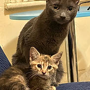 Nermal And Lulu joined the competition — help win amazing prizes! cat, kitten, gray_cat, tabby_kitten, pets, animal, feline, indoor, household, blue_surface, curious, cute, domestic, whiskers, ears, eyes, fur, sitting, companions, closeup