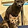 Nermal And Lulu
