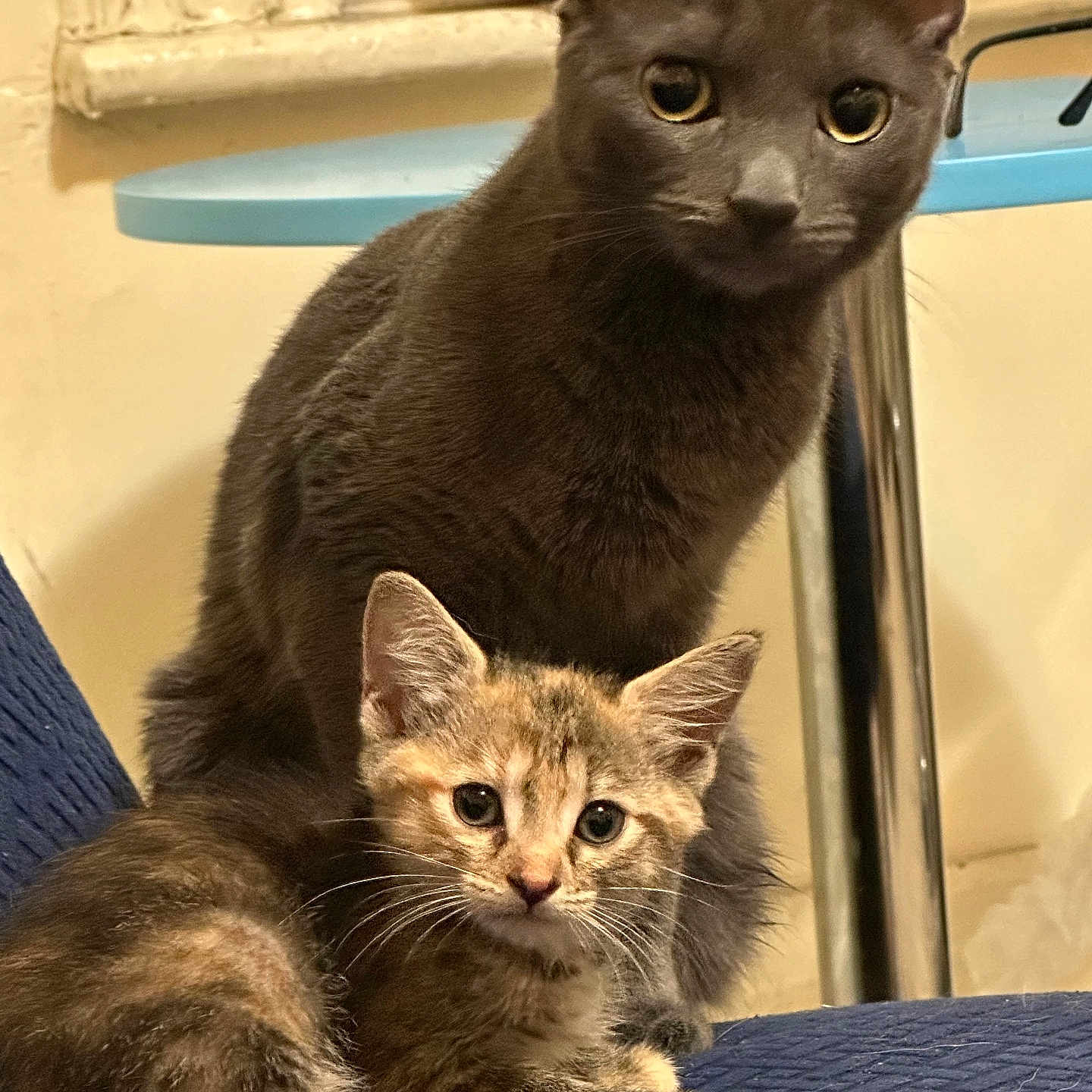 Nermal And Lulu joined the competition — help win amazing prizes! cat, kitten, gray_cat, tabby_kitten, pets, animal, feline, indoor, household, blue_surface, curious, cute, domestic, whiskers, ears, eyes, fur, sitting, companions, closeup