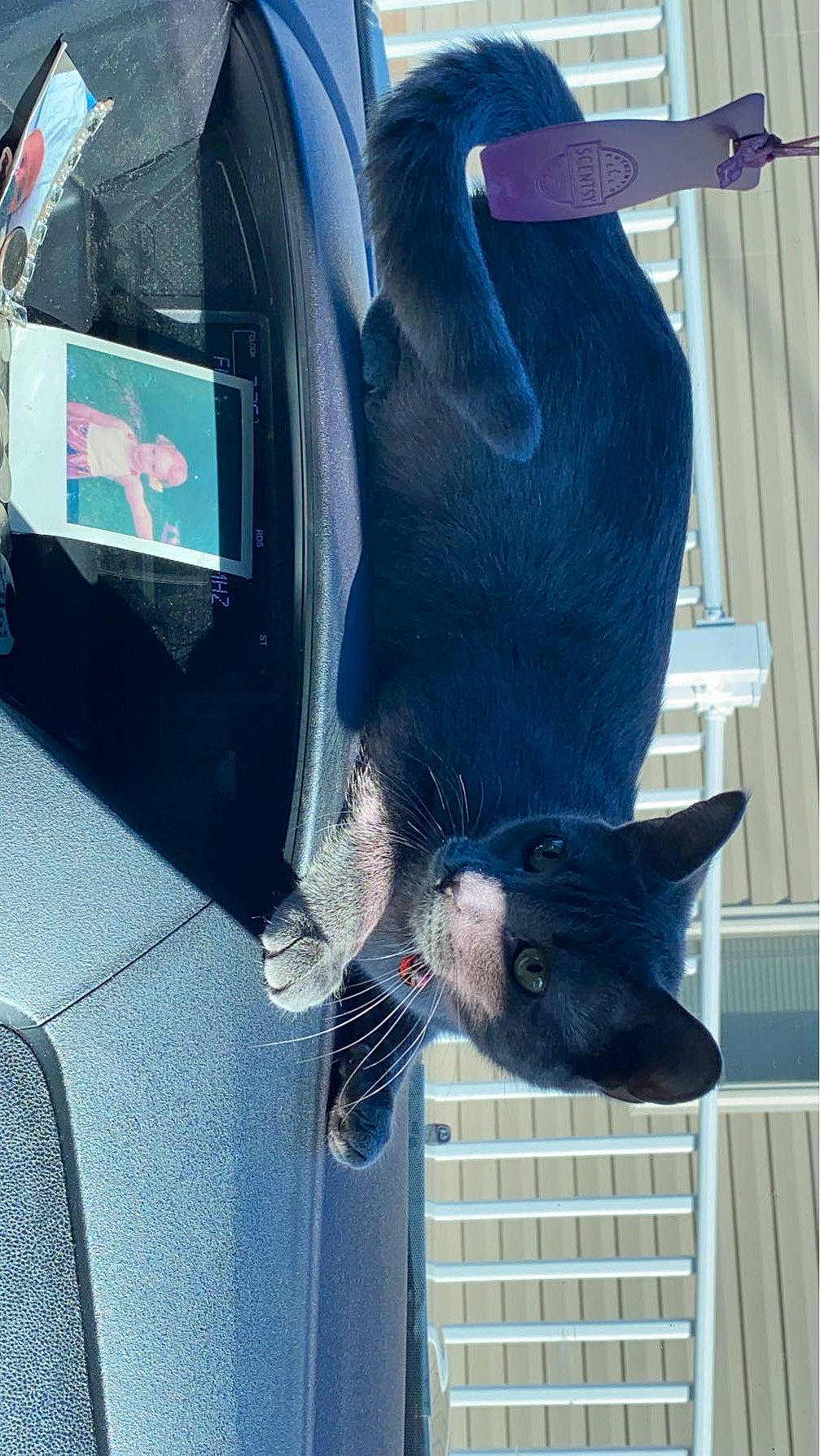Kitkat joined the competition — help win amazing prizes! automotive_exterior, automotive_lighting, automotive_tire, black, bumper, carnivore, collar, dog_breed, electric_blue, felidae, fender, hood, snapshot, sporting_group, tail, trunk, vehicle, vehicle_door, windshield, working_animal