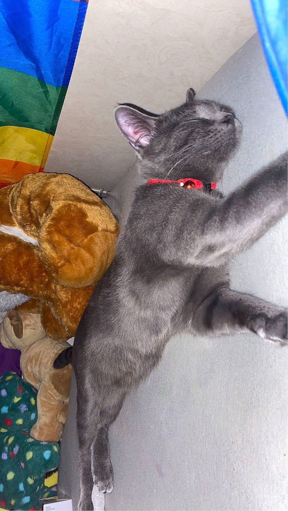 Kitkat is registered to the contest to win money with this photo: black_cat, canidae, carmine, carnivore, cat, claw, collar, comfort, dog_breed, domestic_short_haired_cat, ear, felidae, fur, grey, paw, small_to_medium_sized_cats, snout, sporting_group, tail, whiskers