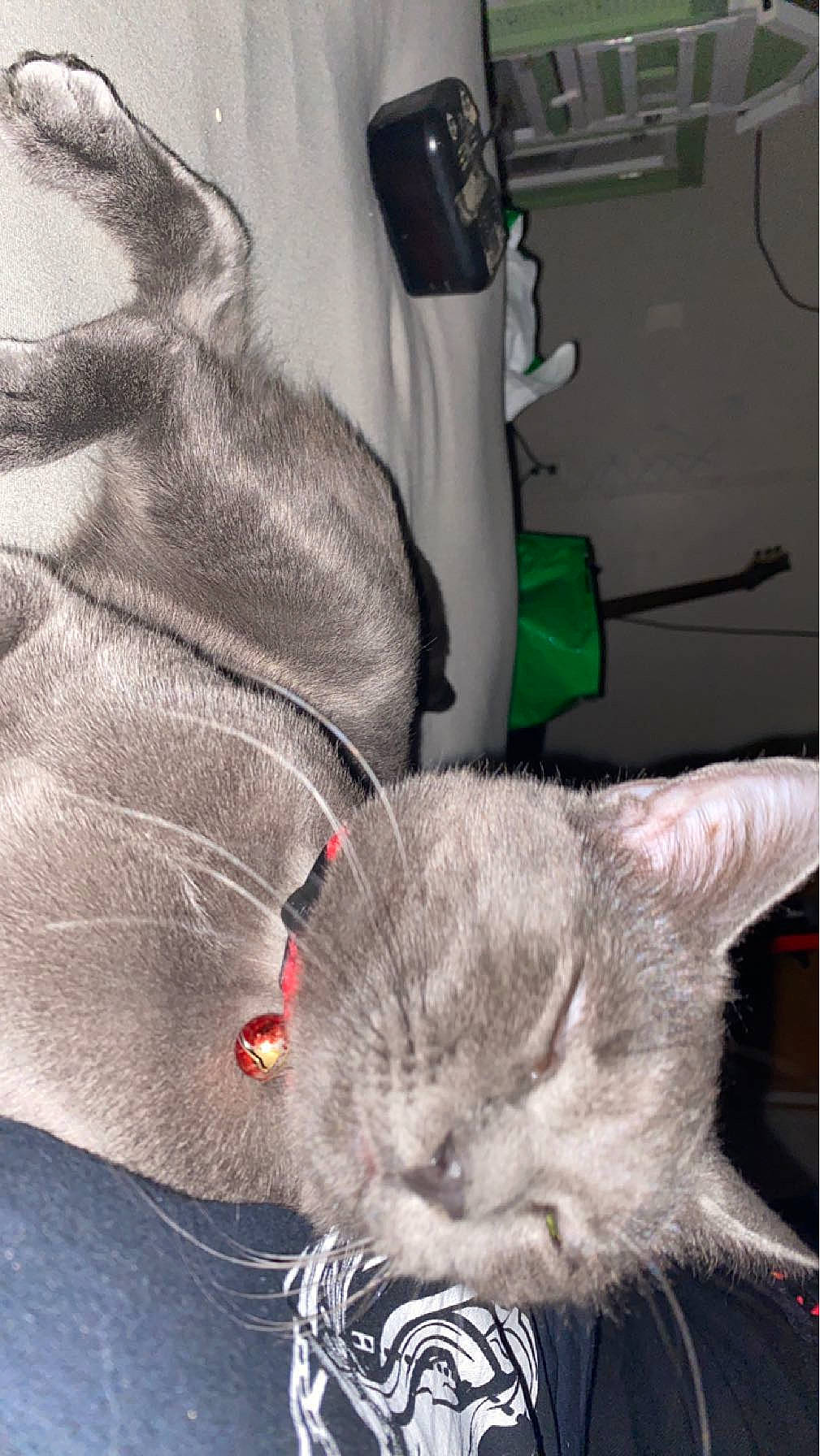 Kitkat is registered to the contest to win money with this photo: bag, carnivore, cat, comfort, domestic_short_haired_cat, ear, fawn, felidae, fur, gesture, grey, mammal, paw, small_to_medium_sized_cats, snout, tail, textile, vertebrate, whiskers, white