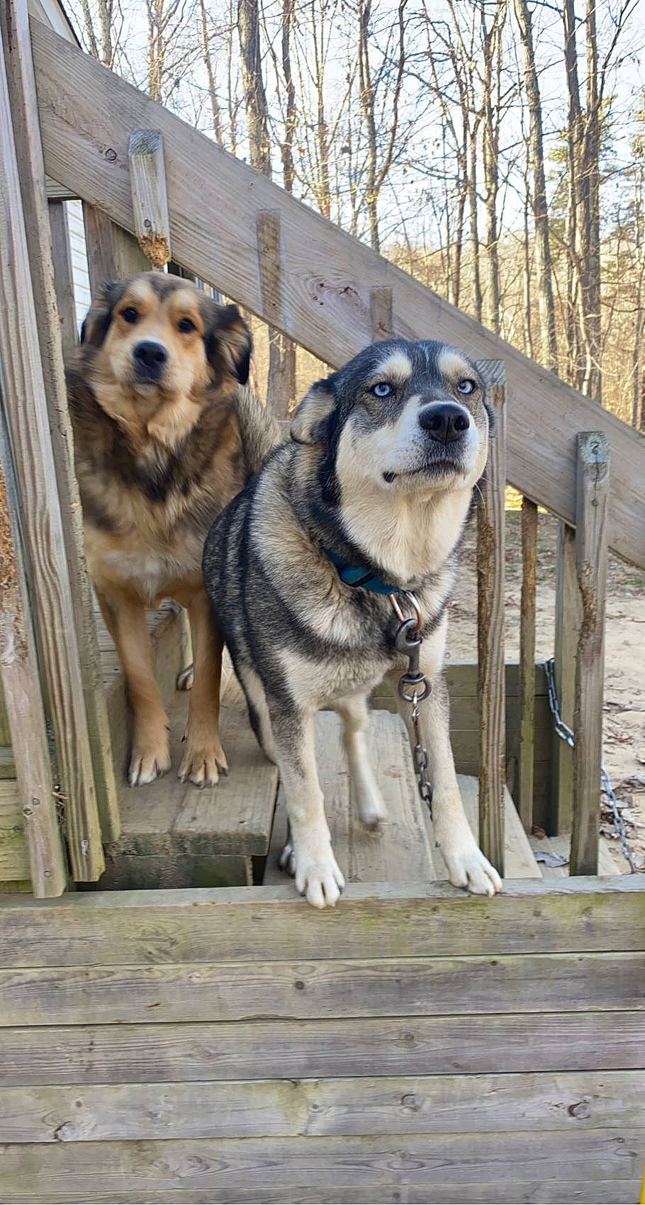 Ellie is registered to the contest to win money with this photo: ancient_dog_breeds, canidae, carnivore, companion_dog, dog, dog_breed, dog_supply, fence, fur, sky, sled_dog, snout, sporting_group, tree, winter, wood, working_animal, working_dog