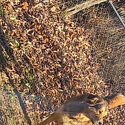 Ellie is registered to the contest to win money with this photo: fawn, fur, grass, groundcover, landscape, plant, road_surface, rock, shadow, soil, tail, terrestrial_animal, trunk, twig, wildlife, wood