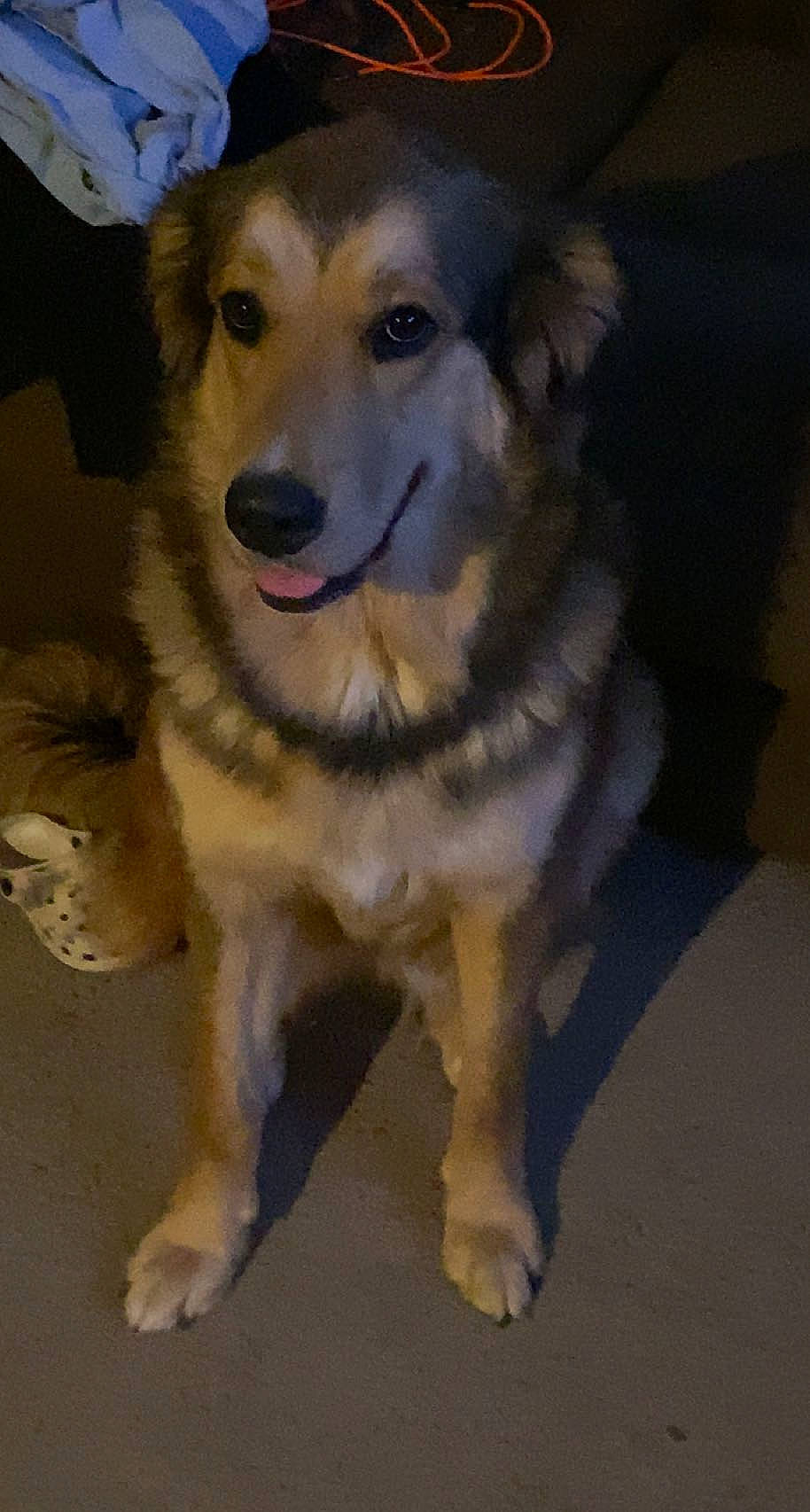 Ellie is registered to the contest to win money with this photo: ancient_dog_breeds, canidae, carnivore, companion_dog, dog, dog_breed, fang, fawn, fur, pet_supply, snout, sporting_group, terrestrial_animal, whiskers, working_dog