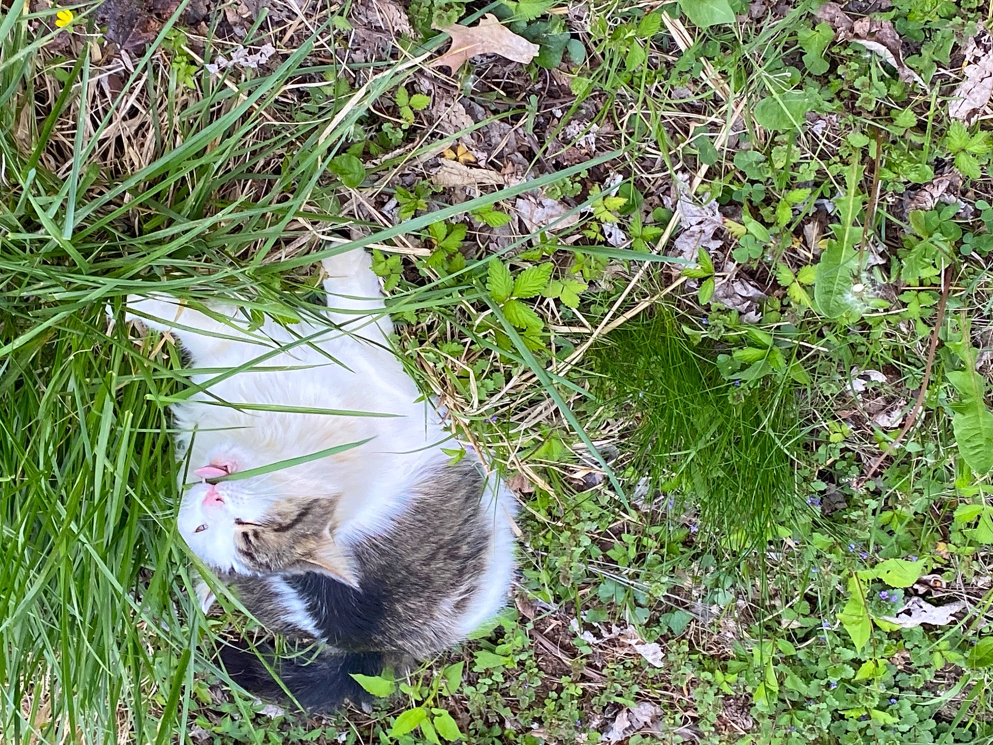 Mister is registered to the contest to win money with this photo: carnivore, cat, domestic_short_haired_cat, fawn, felidae, flowering_plant, fox_squirrel, fur, grass, groundcover, herb, herbaceous_plant, plant, small_to_medium_sized_cats, snout, subshrub, tail, terrestrial_animal, tree, whiskers