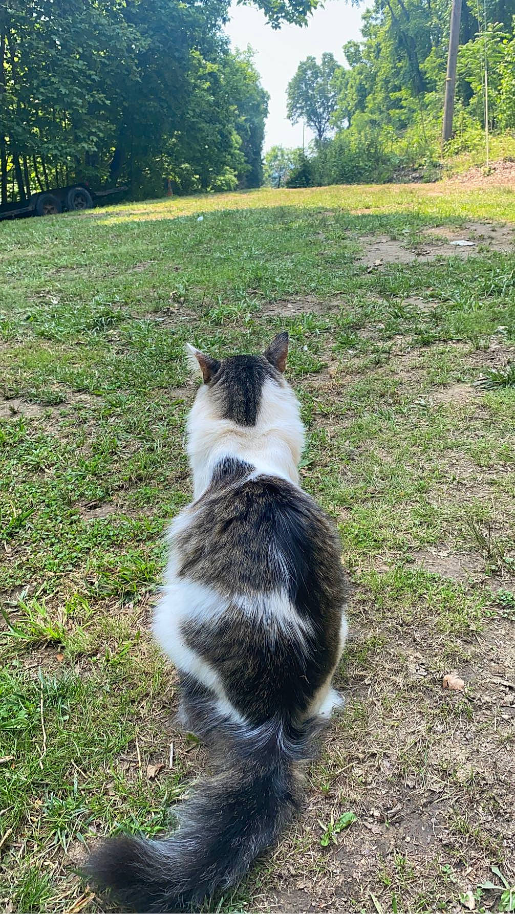 Mister is registered to the contest to win money with this photo: canidae, carnivore, cat, collar, companion_dog, dog_breed, felidae, fur, grass, groundcover, herding_dog, plant, sky, small_to_medium_sized_cats, soil, sporting_group, tail, terrestrial_animal, tree, whiskers