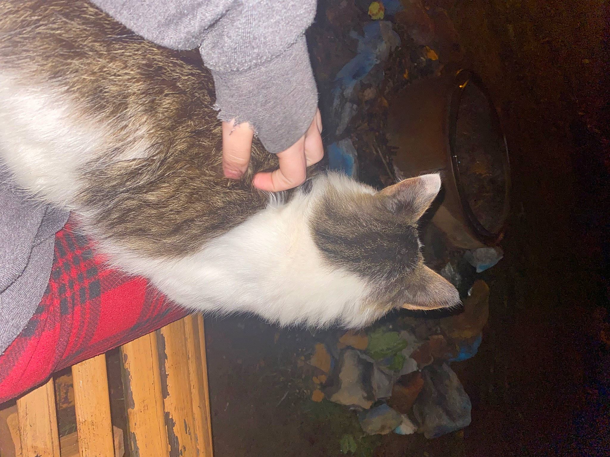 Mister is registered to the contest to win money with this photo: canidae, carnivore, cat, dog_breed, domestic_short_haired_cat, fawn, felidae, fur, small_to_medium_sized_cats, snout, tail, whiskers, wood