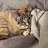 cat, kitten, feline, pet, animal, indoor, blanket, bedding, cozy, sleeping, resting, lying_down, paw, whiskers, ears, blue_eyes, striped_fur, brown_fur, portrait, cuddly