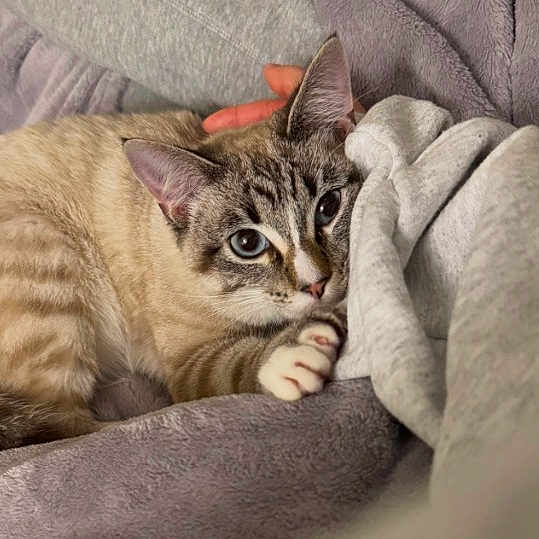 Duo Duo joined the competition — help win amazing prizes! cat, kitten, feline, pet, animal, indoor, blanket, bedding, cozy, sleeping, resting, lying_down, paw, whiskers, ears, blue_eyes, striped_fur, brown_fur, portrait, cuddly