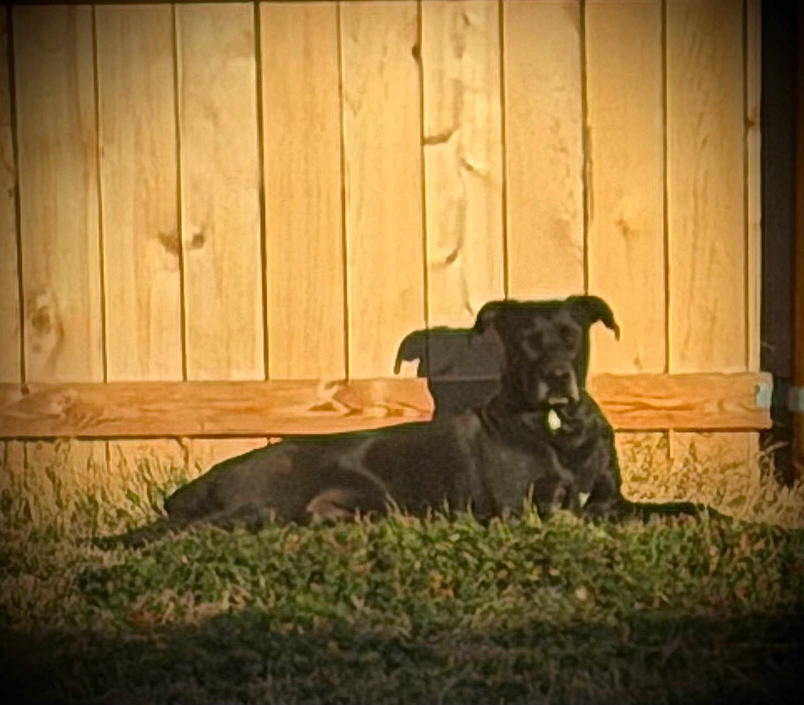 Lazarus is registered to the contest to win money with this photo: dog, black_dog, grass, fence, outdoor, pet, canine, sunlight, wooden_fence, nature, animal, laying_down, daylight, backyard, domestic_animal, quiet, peaceful, resting, muzzle, ears