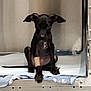 Lazarus is registered to the contest to win money with this photo: puppy, dog, black_dog, bandage, kennel, cage, blanket, absorbent_pad, indoor, pet, animal, young_dog, veterinary, clinic, medical, waiting, sitting, front_view, cute, small