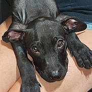 Lazarus joined the competition — help win amazing prizes! dog, black_dog, pet, animal, close_up, resting, lap, paws, ears, eyes, person, skin, clothing, indoor, cute, companion, friendship, relaxation, adorable, portrait