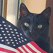 Boston joined the competition — help win amazing prizes! cat, black_cat, american_flag, flag, window, curious, indoor, pet, animal, face, ears, whiskers, eyes, closeup, feline, domestic_animal, pattern, red, white, blue