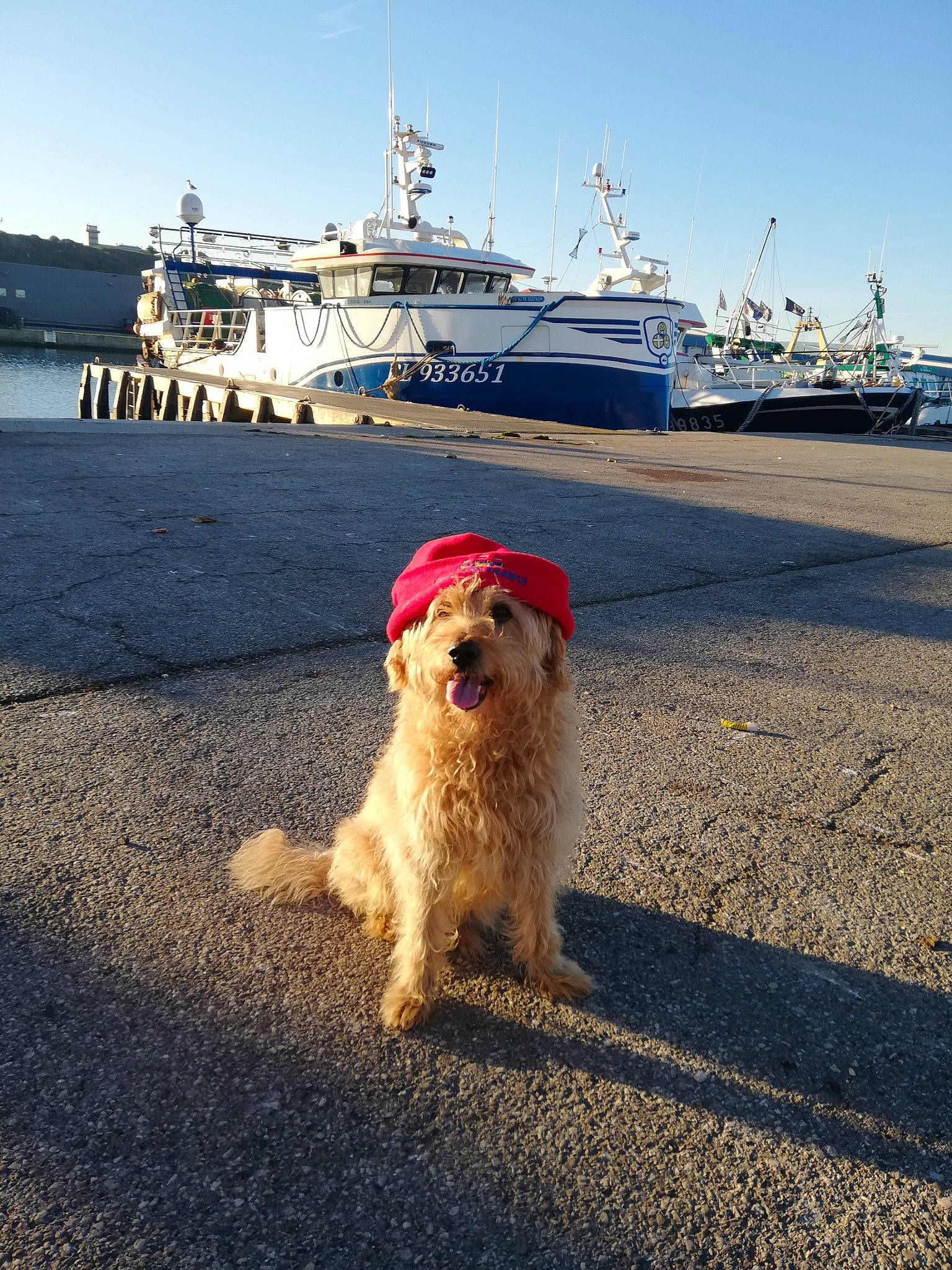 Dixy participe au concours pour gagner de l'argent avec cette photo : asphalt, beach, boat, canidae, carnivore, cloud, companion_dog, dog, dog_breed, fawn, horizon, morning, naval_architecture, ocean, road_surface, shore, sky, sporting_group, travel, watercraft