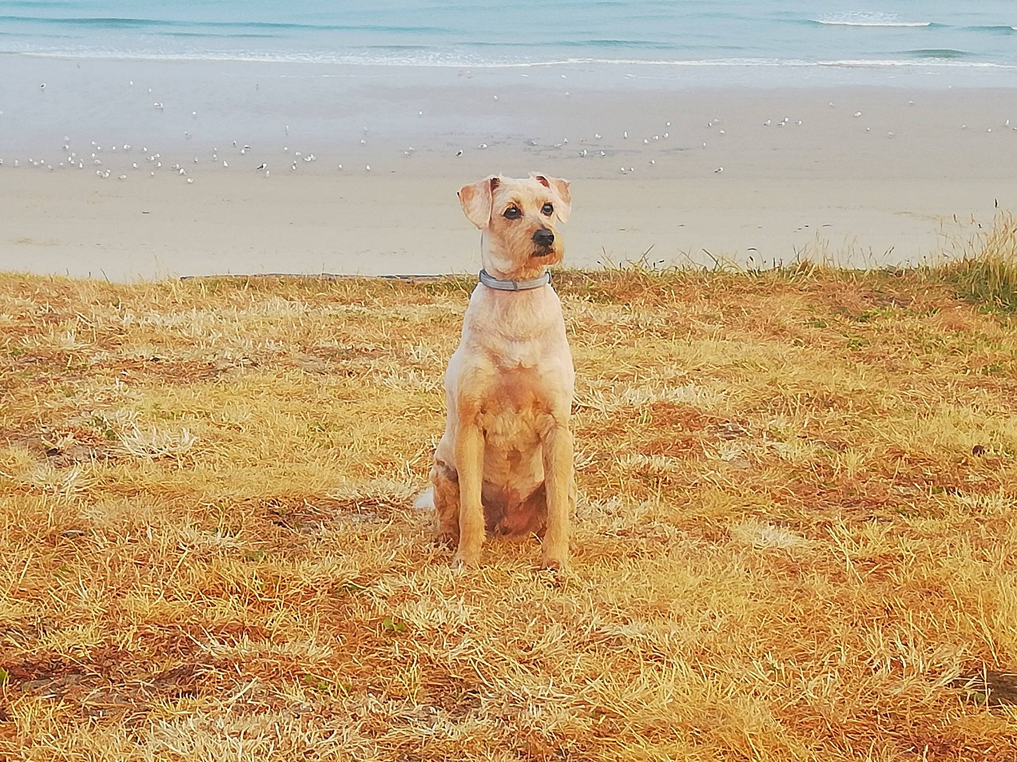 Dixy a rejoint le concours — aidez-le/la à gagner de superbes lots ! africanis, canidae, carnivore, companion_dog, dog, dog_breed, fawn, hunting_dog, mammal, sporting_group, terrier, vertebrate