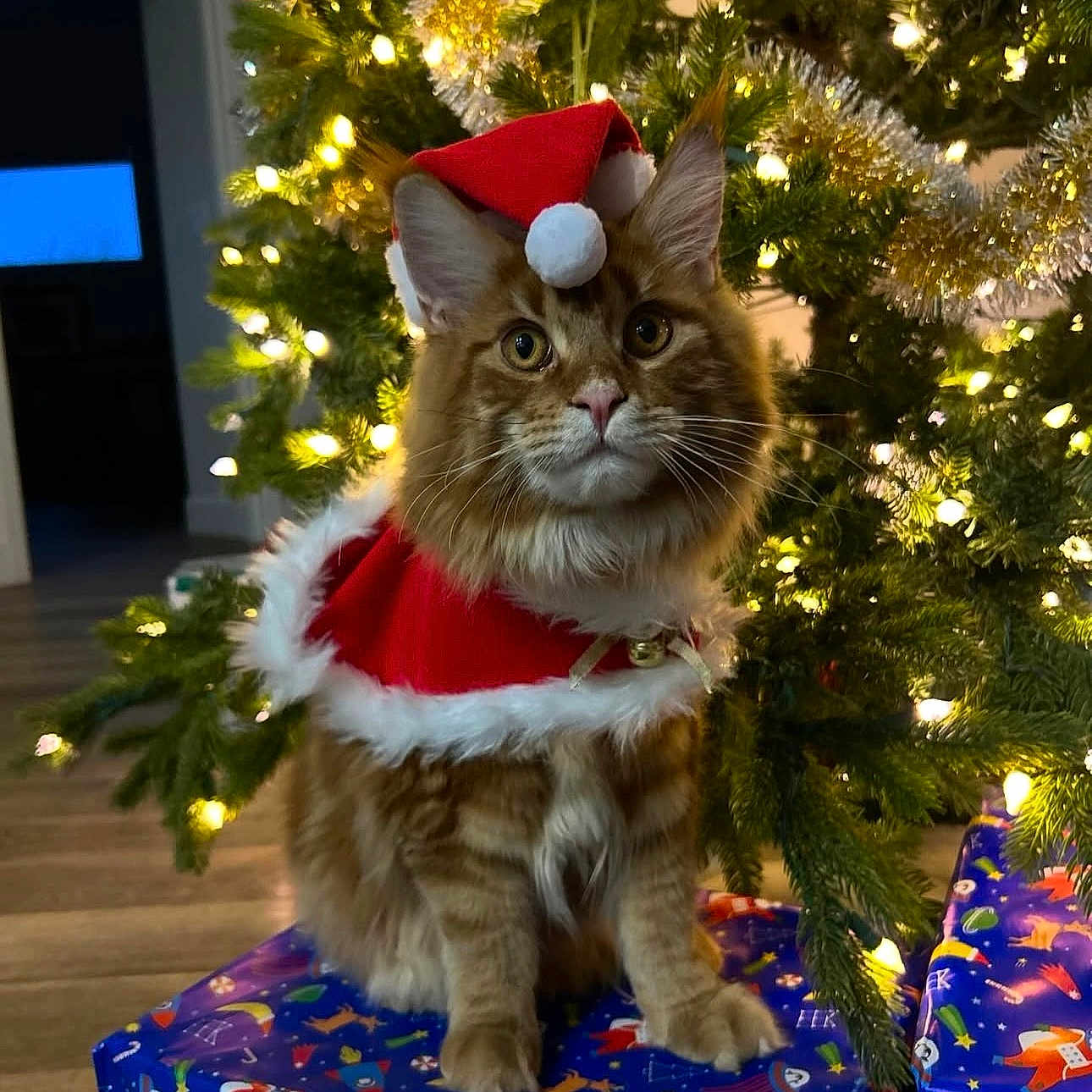 Dill Pickle is registered to the contest to win money with this photo: cat, celebration, christmas, christmas_tree, cute, decorations, feline, festive, flooring, fur, gift_box, holiday, holiday_lights, indoor, orange_tabby, pet, santa_cape, santa_hat, seasonal, whiskers