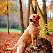 Red joined the competition — help win amazing prizes! dog, golden_retriever, labrador, autumn, forest, tree, leaves, log, outdoor, animal, canine, nature, fall, brown, orange, pet, standing, moss, park, landscape