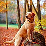 dog, golden_retriever, labrador, autumn, forest, tree, leaves, log, outdoor, animal, canine, nature, fall, brown, orange, pet, standing, moss, park, landscape
