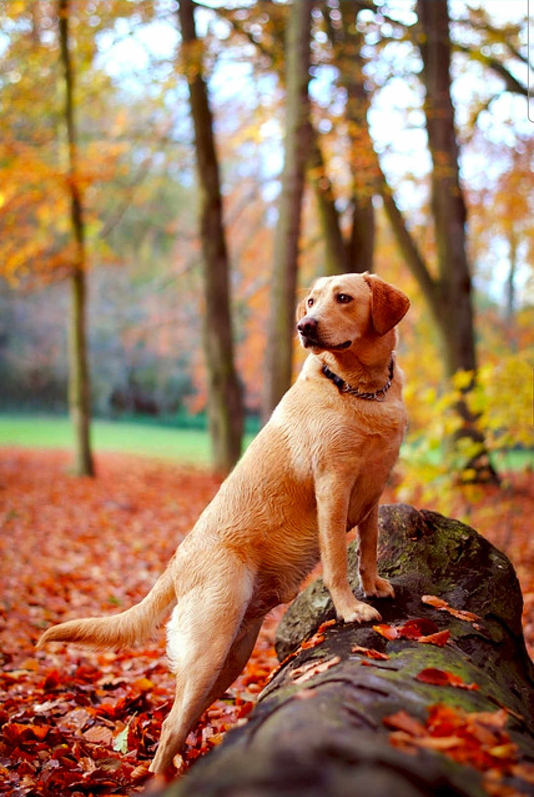 Red joined the competition — help win amazing prizes! dog, golden_retriever, labrador, autumn, forest, tree, leaves, log, outdoor, animal, canine, nature, fall, brown, orange, pet, standing, moss, park, landscape