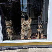 Three Musketeers joined the competition — help win amazing prizes! cat, dog, glass_door, reflection, tabby_cat, small_dog, medium_dog, indoor, curious, pet, animal, furry, sitting, looking_out, door, home_interior, carpet, window, house, portrait