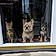 Three Musketeers