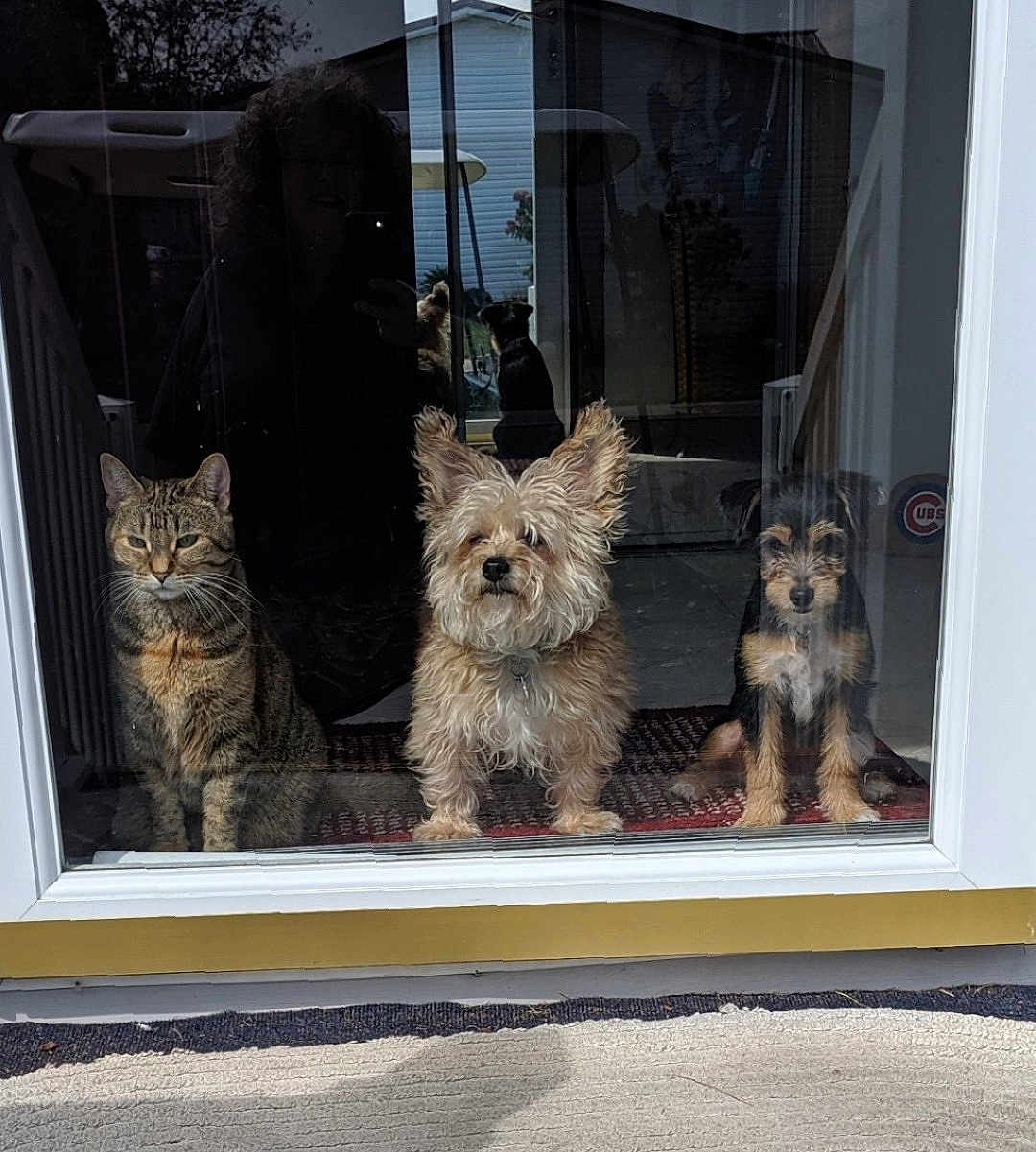 Three Musketeers joined the competition — help win amazing prizes! cat, dog, glass_door, reflection, tabby_cat, small_dog, medium_dog, indoor, curious, pet, animal, furry, sitting, looking_out, door, home_interior, carpet, window, house, portrait