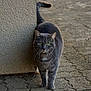 cat, gray_cat, tabby, animal, pet, outdoor, curious, walking, tail, wall, cobblestone, texture, street, whiskers, green_eyes, feline, mammal, alone, daylight, nature