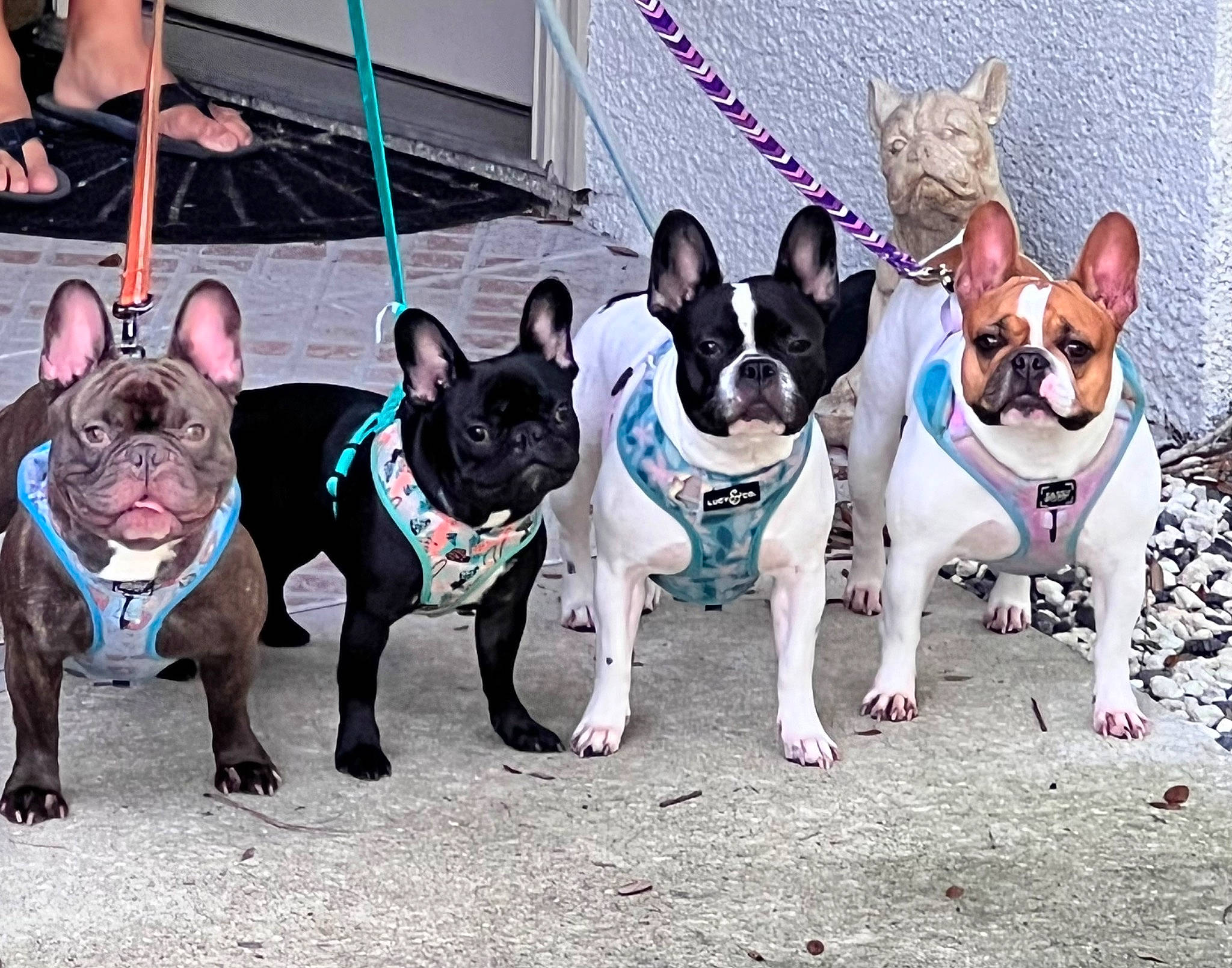 Pickles is registered to the contest to win money with this photo: blue, bulldog, canidae, carnivore, collar, companion_dog, dog, dog_breed, dog_collar, dog_supply, electric_blue, fashion_accessory, fawn, leash, non_sporting_group, pet_supply, snout, sporting_group, toy_dog, working_animal