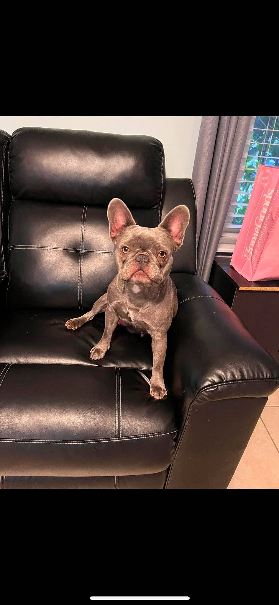 Nellie is registered to the contest to win money with this photo: brown, canidae, carnivore, comfort, companion_dog, couch, dog, dog_breed, dog_supply, fawn, felidae, liver, metal, sitting, snout, sporting_group, terrestrial_animal, toy_dog, whiskers, working_animal