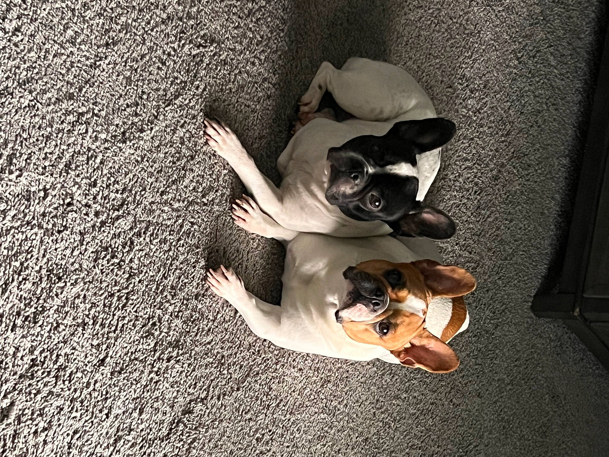 Nellie joined the competition — help win amazing prizes! carnivore, comfort, companion_dog, dog_breed, eyewear, fawn, flash_photography, flooring, fur, happy, human_leg, monochrome, monochrome_photography, plant, shadow, sitting, sunglasses, thigh, tints_and_shades, toy_dog