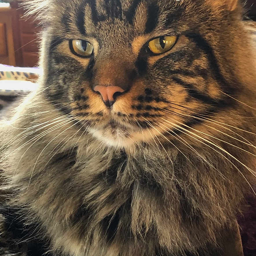 Teddy