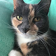 Eva is registered to the contest to win money with this photo: cat, calico_cat, close_up, pet, animal, feline, whiskers, green_eyes, soft_blanket, teal_blanket, relaxing, cozy, indoor, cute, fur, paw, portrait, resting, domestic_cat, mammal