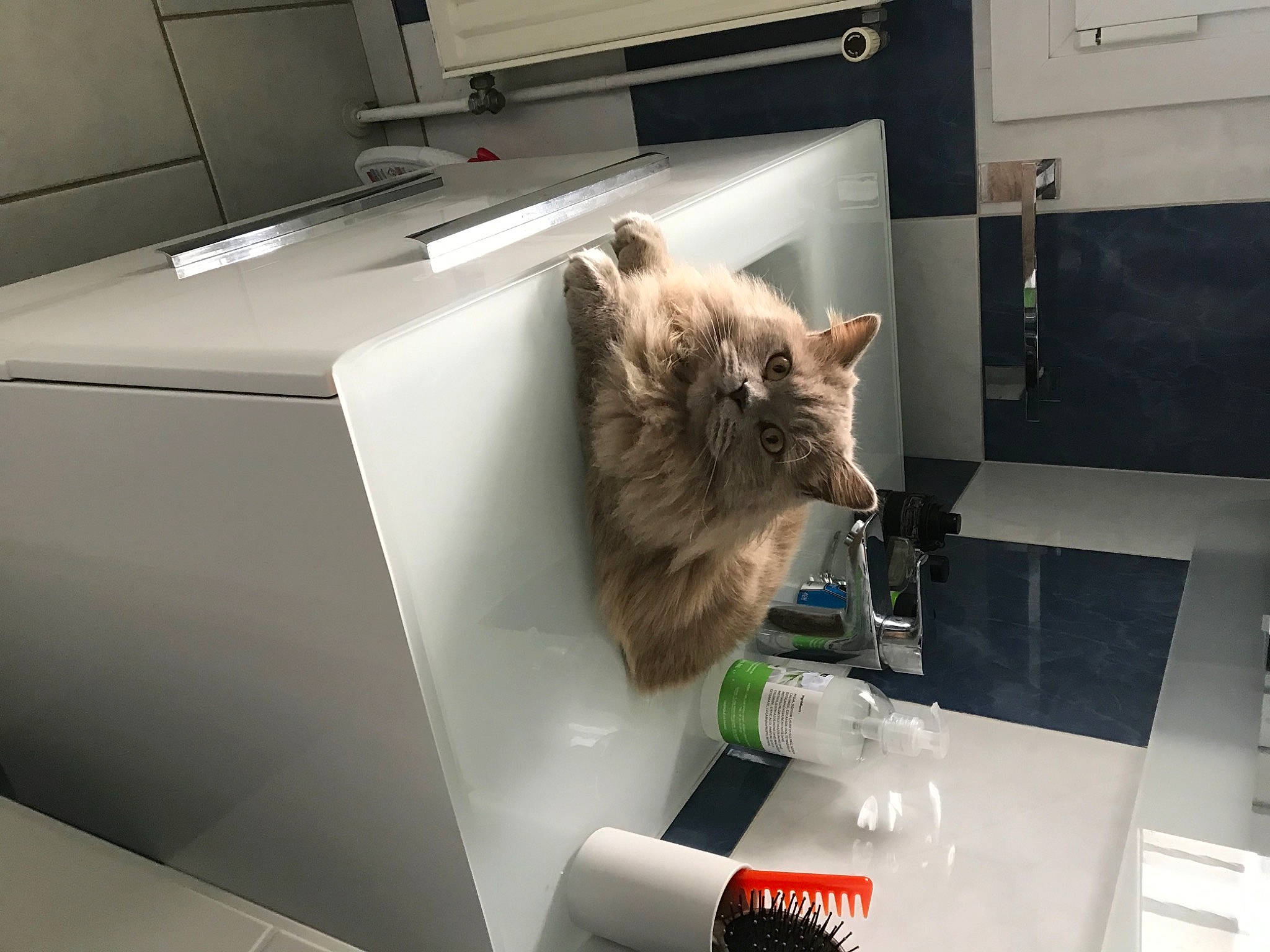 Paco participe au concours pour gagner de l'argent avec cette photo : carbonated_soft_drinks, carnivore, cat, felidae, logo, small_to_medium_sized_cats, whiskers
